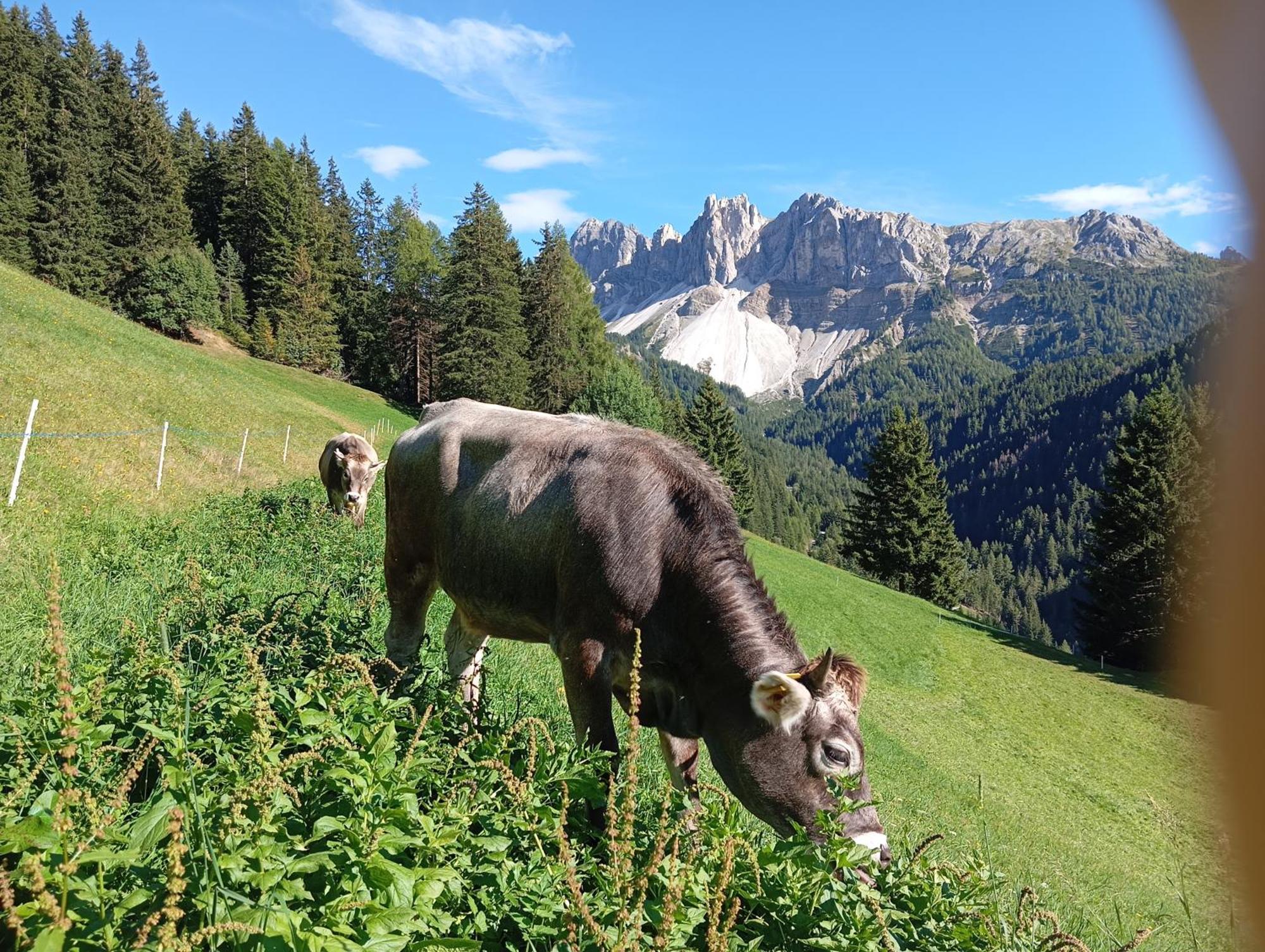 Zimmererhof Bressanone Luaran gambar